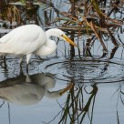 The Great White Egret